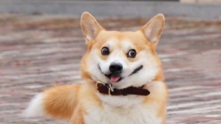 没事就玩原神，做每日任务的日常～