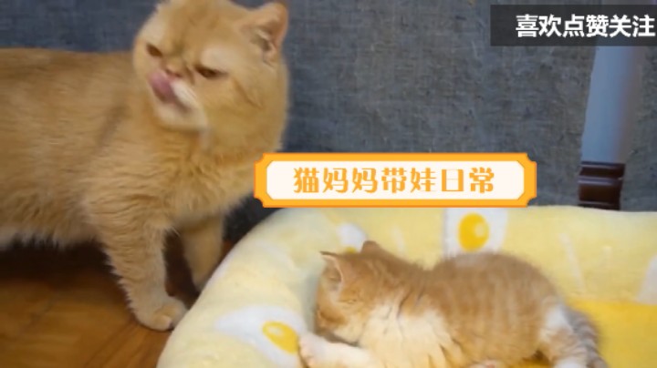 萌宠猫妈妈带娃日常