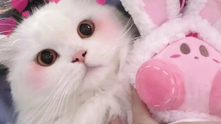 8直播回看