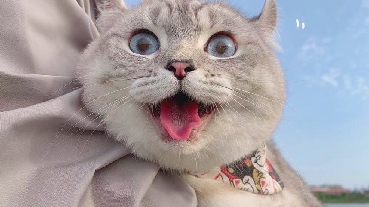 开船吗，被骗就急眼的那种