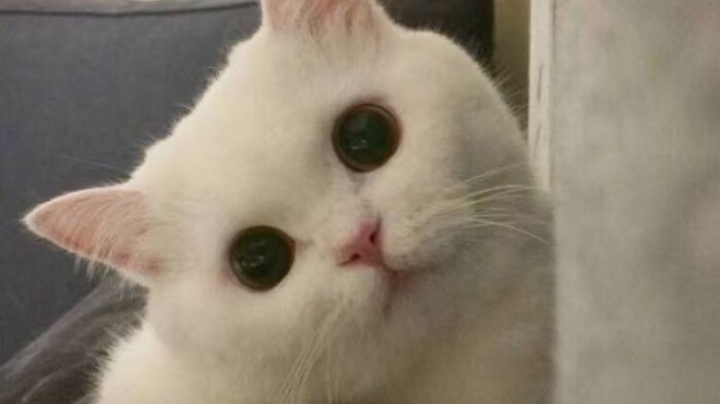 LOL环节