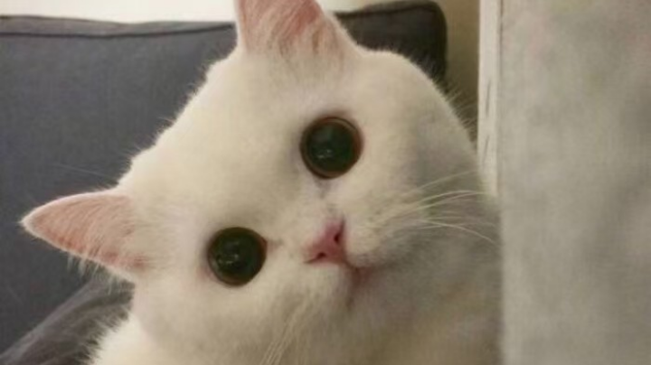 LOL环节