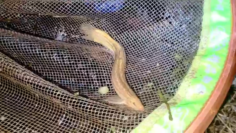 【2022-03-03 21点场】洪湖小肖：搞大货  337852