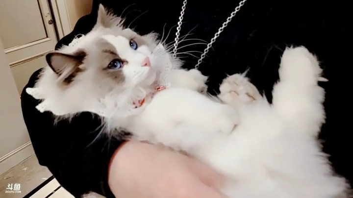 小王哥抱着猫还很熟练，美女崽崽搞笑