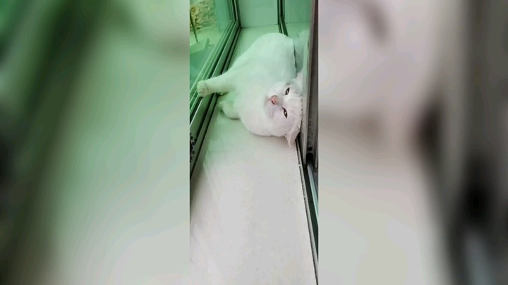 越狱六天刚回来的大丑