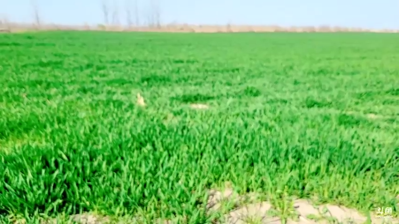 【2022-03-09 15点场】洪湖小肖：荒岛 盲盒 生活第二天 337852