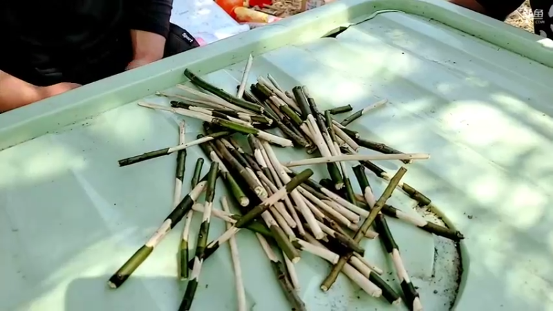 【2022-03-10 13点场】洪湖小肖：荒岛 盲盒 生活第三天 337852