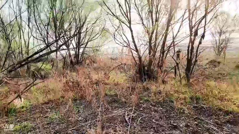 【2022-03-10 17点场】洪湖小肖：荒岛 盲盒 生活第三天 337852