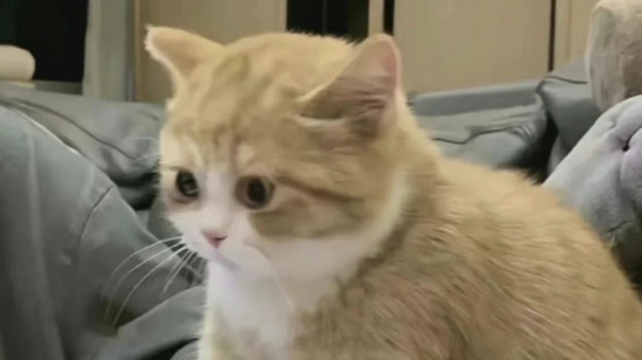 金铲铲
