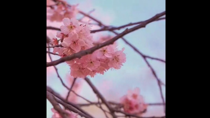 三月是樱花对人间的告白