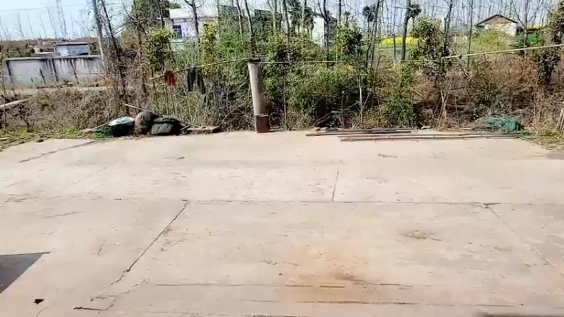 【2022-03-13 10点场】洪湖小肖：基地 种菜 337852