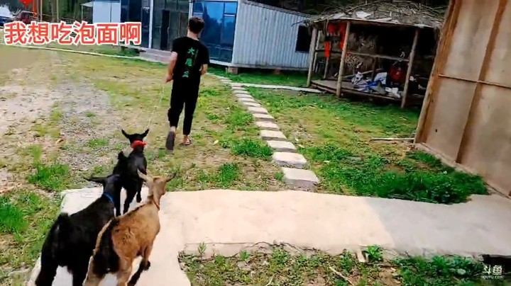别人都在遛狗，浩哥和小表弟开始遛羊了