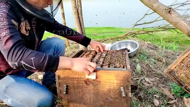 【2022-03-13 16点场】洪湖小肖：基地 种菜 337852