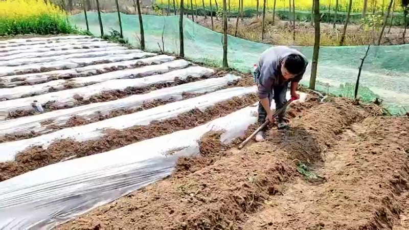 【2022-03-13 12点场】洪湖小肖：基地 种菜 337852