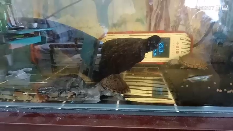 生活劳累时看龟有些解压