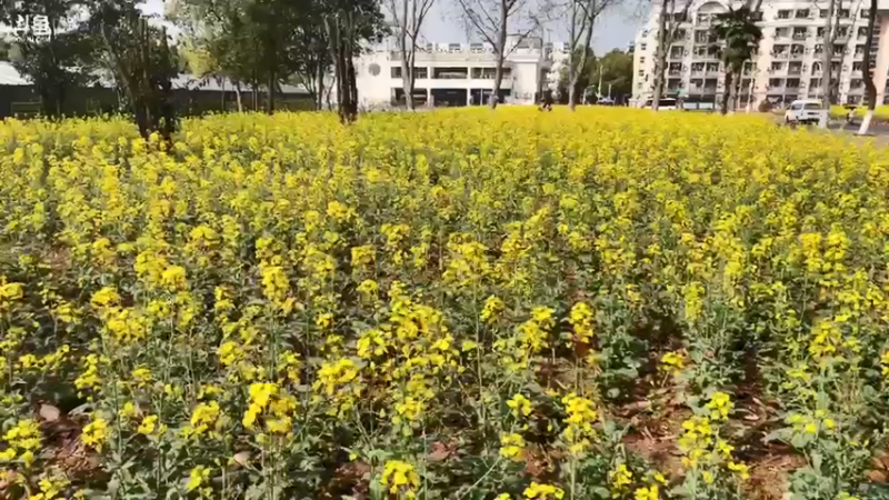 【2022-03-15 14点场】青春湖北：云游华中大·春天花会开