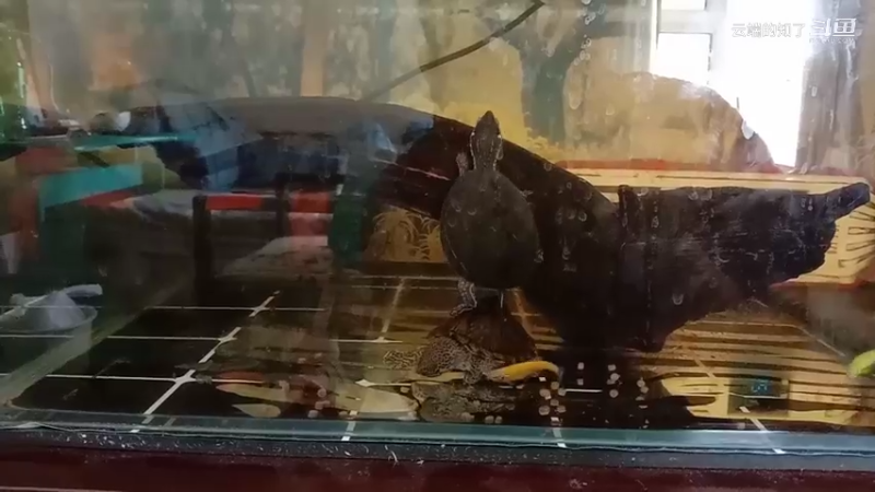 生活闲暇时看龟有些惬意