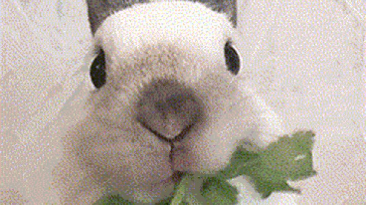白狼玩家