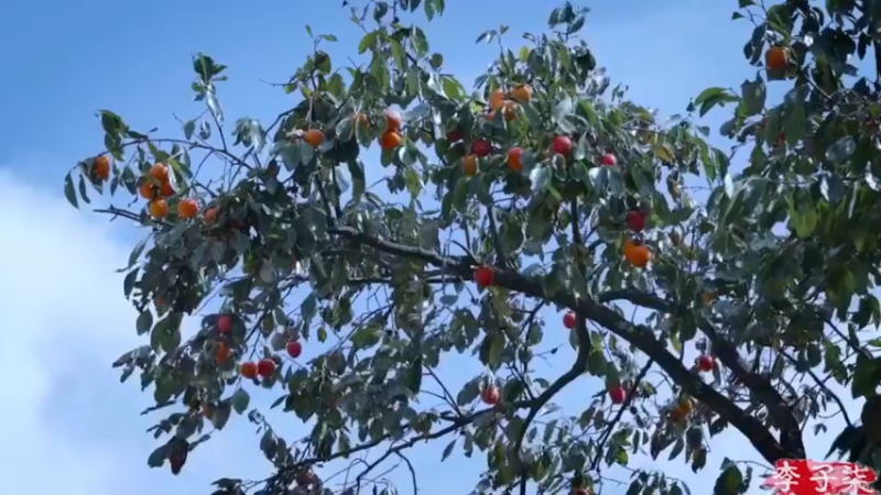 爬到树上摘柿子