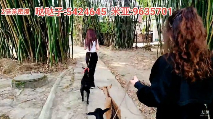 浩哥带着美女米亚和哒哒去遛羊，花了快一个小时了