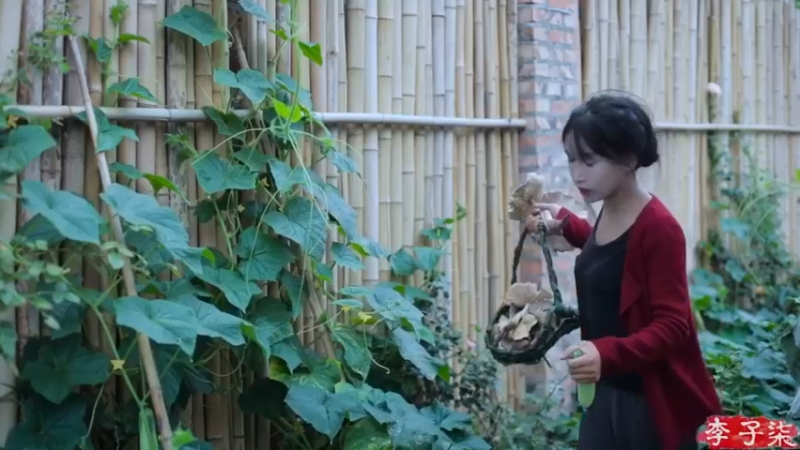 李子柒：鸡枞油