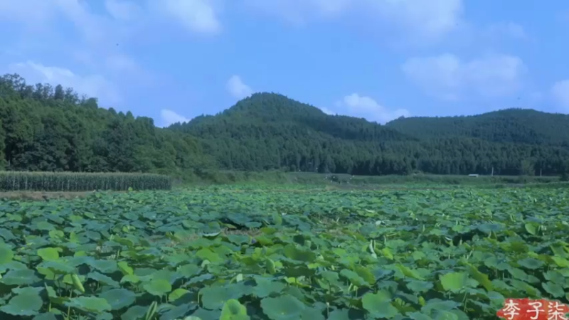 荷塘，莲藕，美人子柒