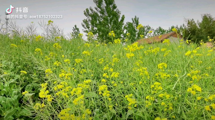 我自己种的油菜花