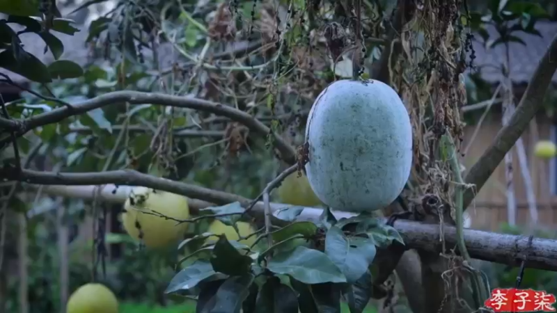制作泡椒