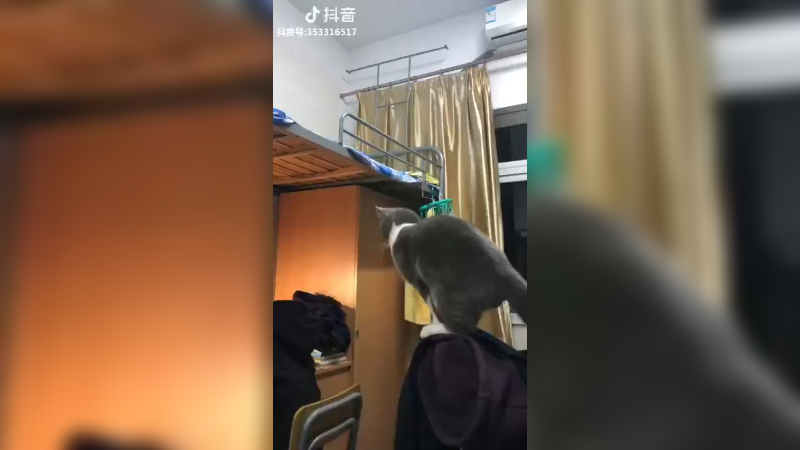 寝室养猫的风险