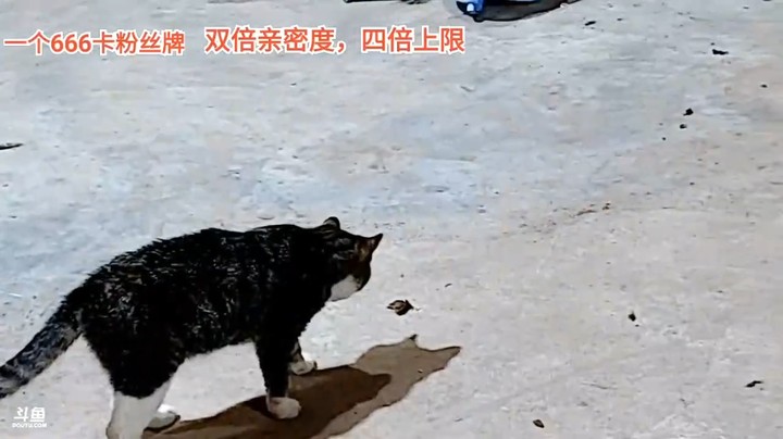 茵茵怪看到猫和癞蛤蟆玩，思域哥对她免疫
