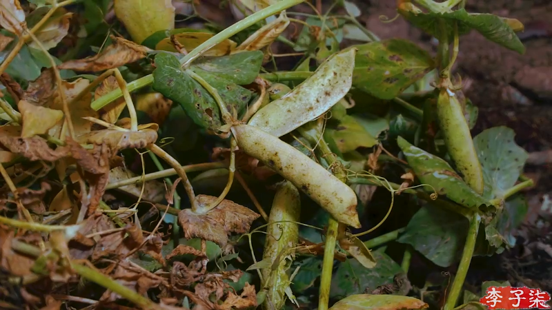 我在斗鱼看李子柒liziqi直播美食