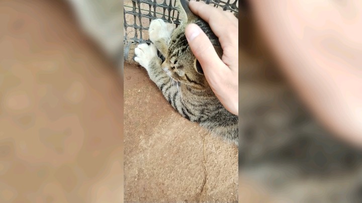 给个位看看我家的猫