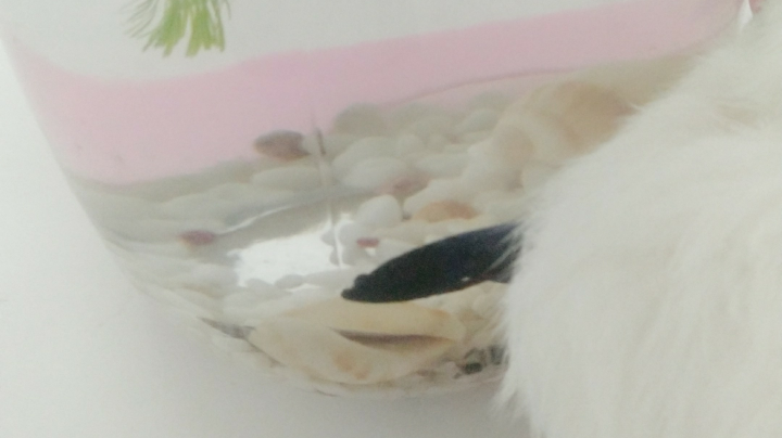 一只有灵性的斗鱼