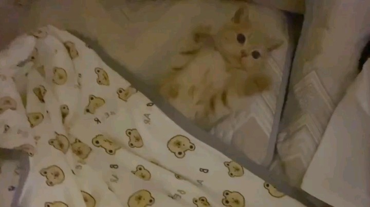 这是谁家的小猫咪呀