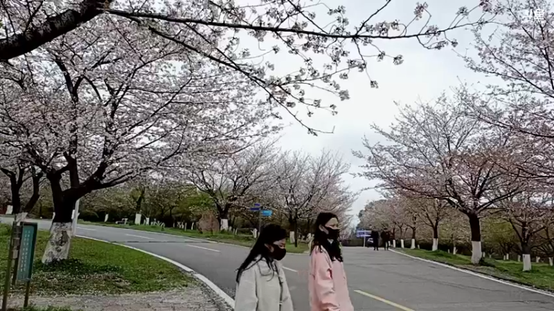 【2022-03-23 12点场】青春湖北：二师“樱”你而美