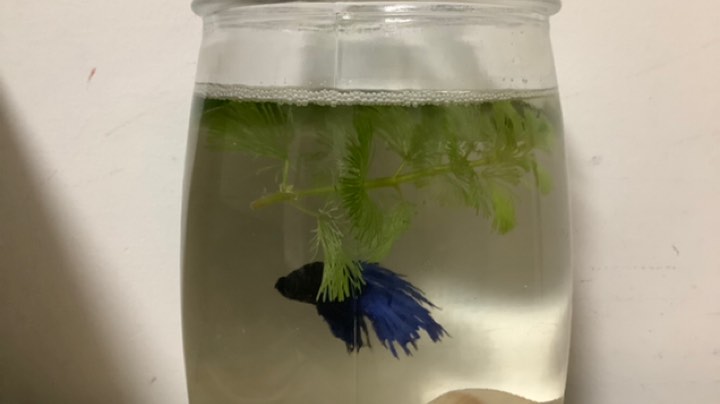 半夜3点的斗鱼
