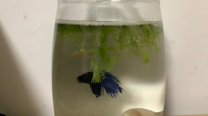 斗鱼