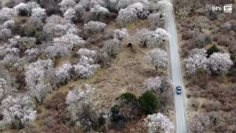 【2022-03-22 18点场】叶子户外：《纪实直播》昌都到南迦巴瓦→桃花day7