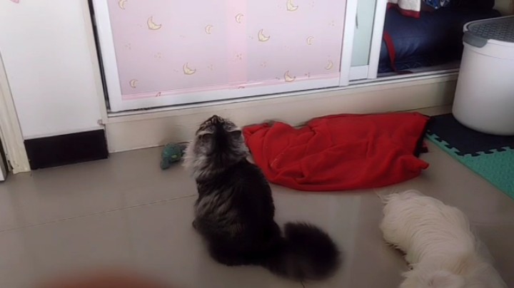 我是猫奴