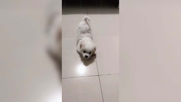 养的白眼狼