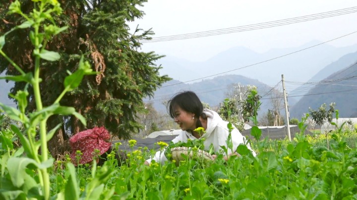 种完白菜  摘点青菜苔做开胃冲菜  晚餐把蒜苗拔了炒香肠 这去年种的蒜苗长的不好