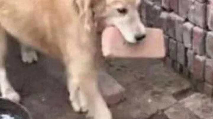 轮播用