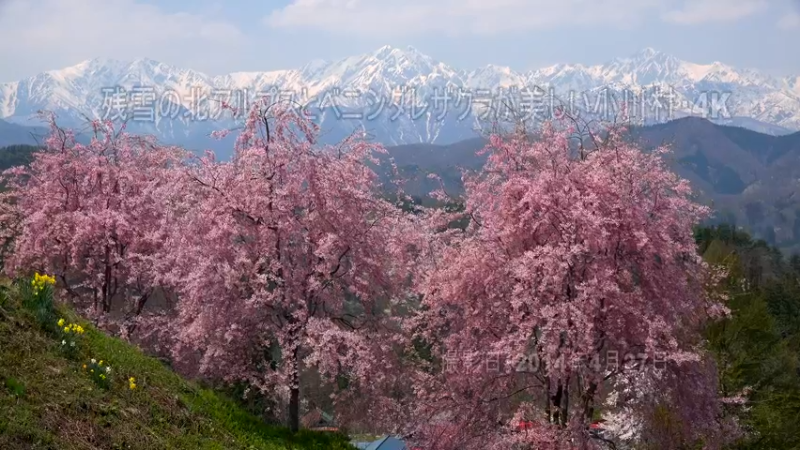 小川村 残雪和山樱