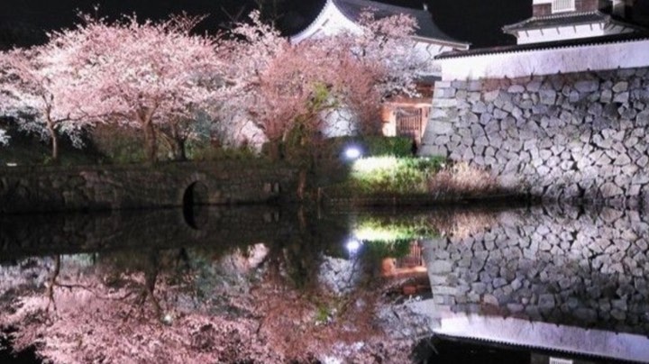 福冈的夜樱