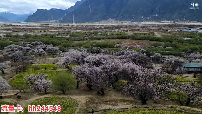 林芝嘎拉村桃花1