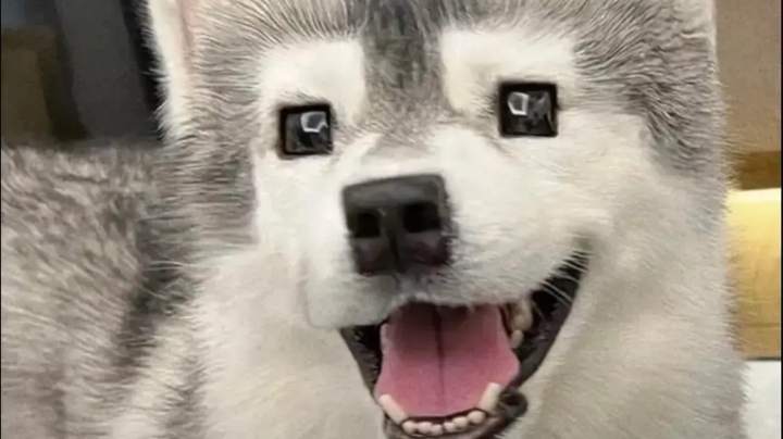 这送的枪也挺猛