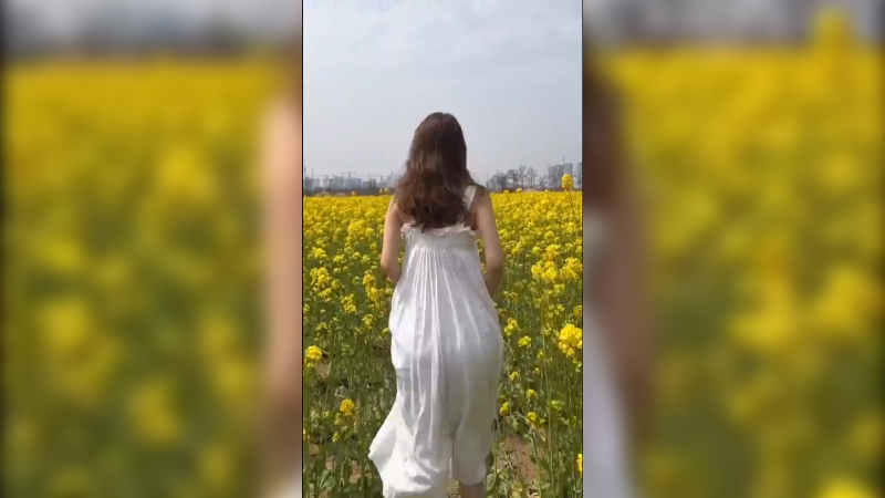 郑州的油菜花开了，很香~