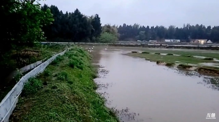 浩哥给鸭子安排冠名费，大家都争先恐后冠名