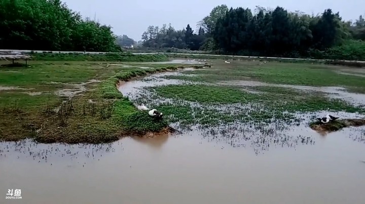 浩哥说给鸭子冠名费要600，真不错啊