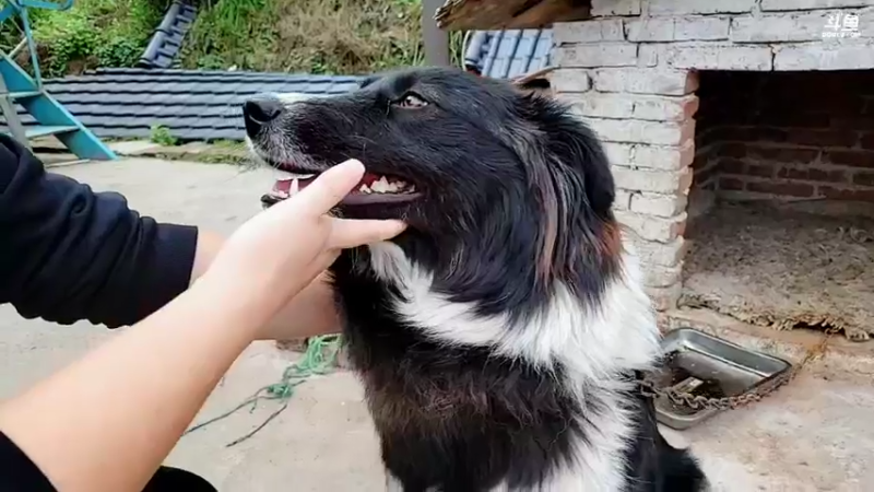 【2022-04-03 17点场】逐梦兄弟：早上十点开播